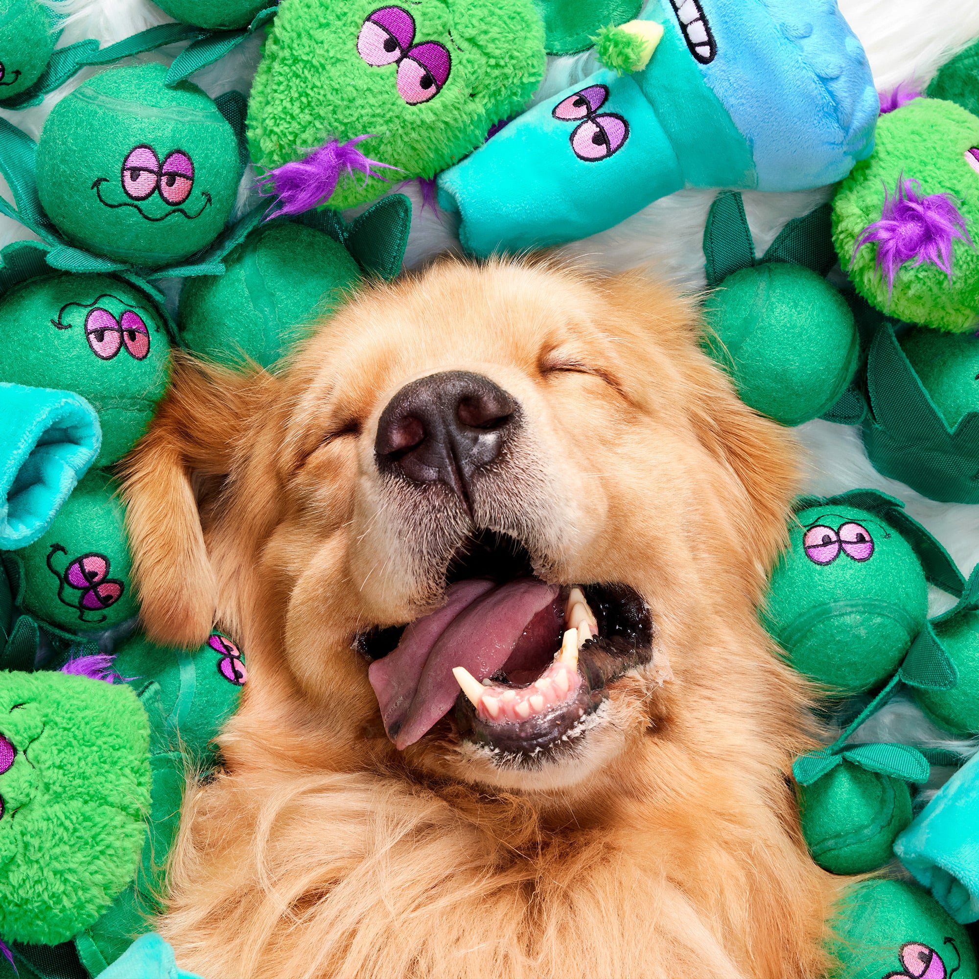 BarkBox 12 Month Subscription