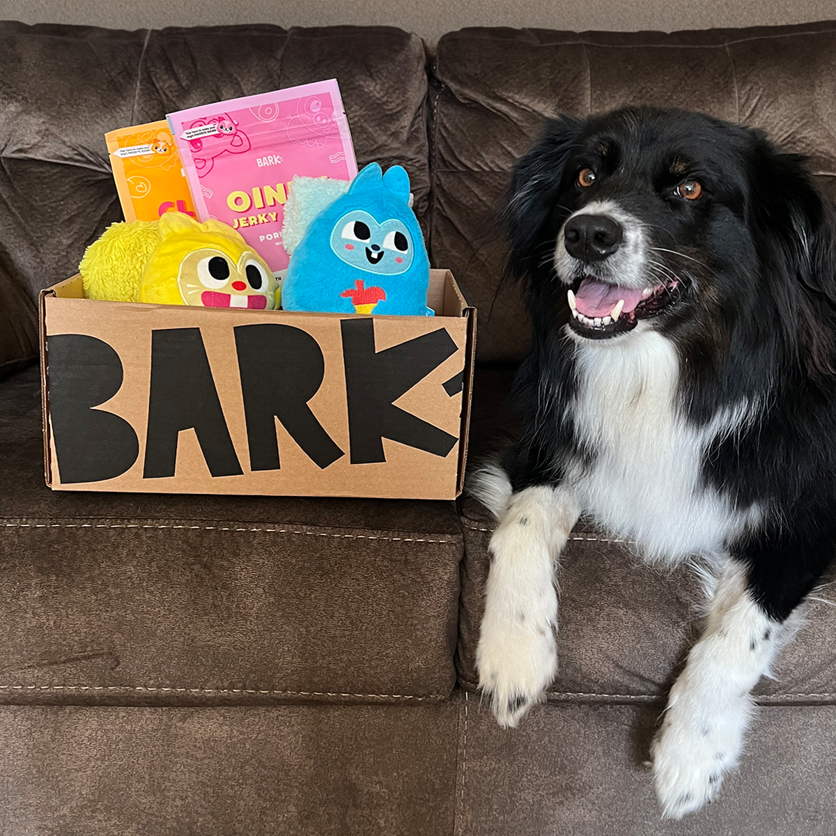BarkBox 12 Month Subscription