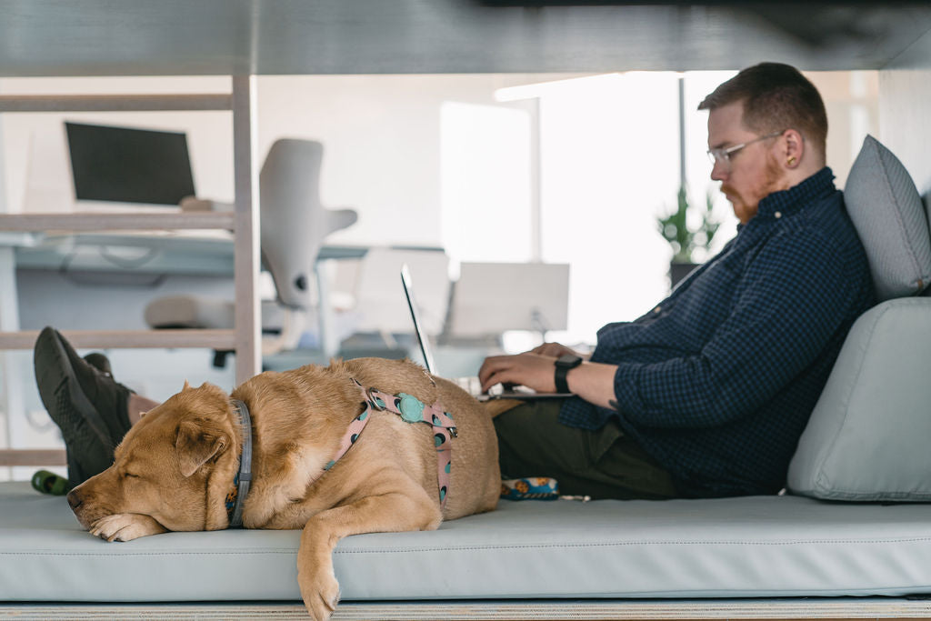 BARK Survey Reveals 7 in 10 Dog Parents Will Miss Their Dog When They Return to Work; Far Fewer Will Miss Their Spouse or Children