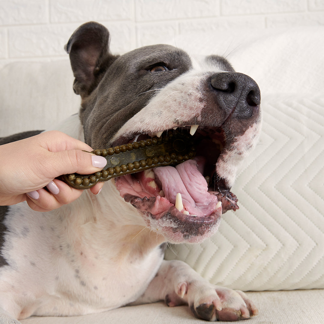 Bright Durable Dental Chews