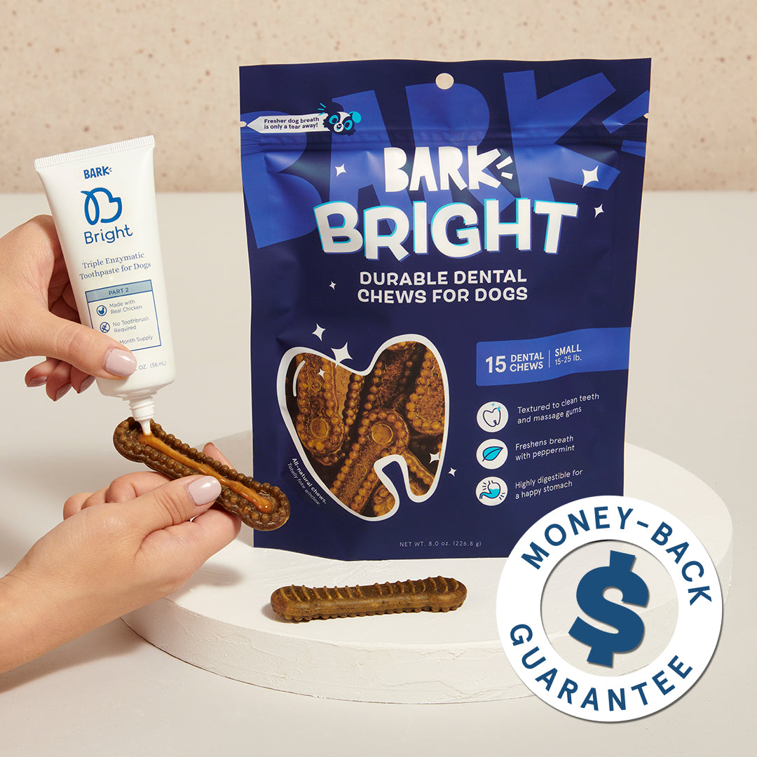 Bright Durable Dental Kit