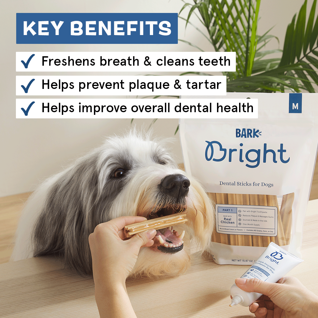 Bright Dental Kit
