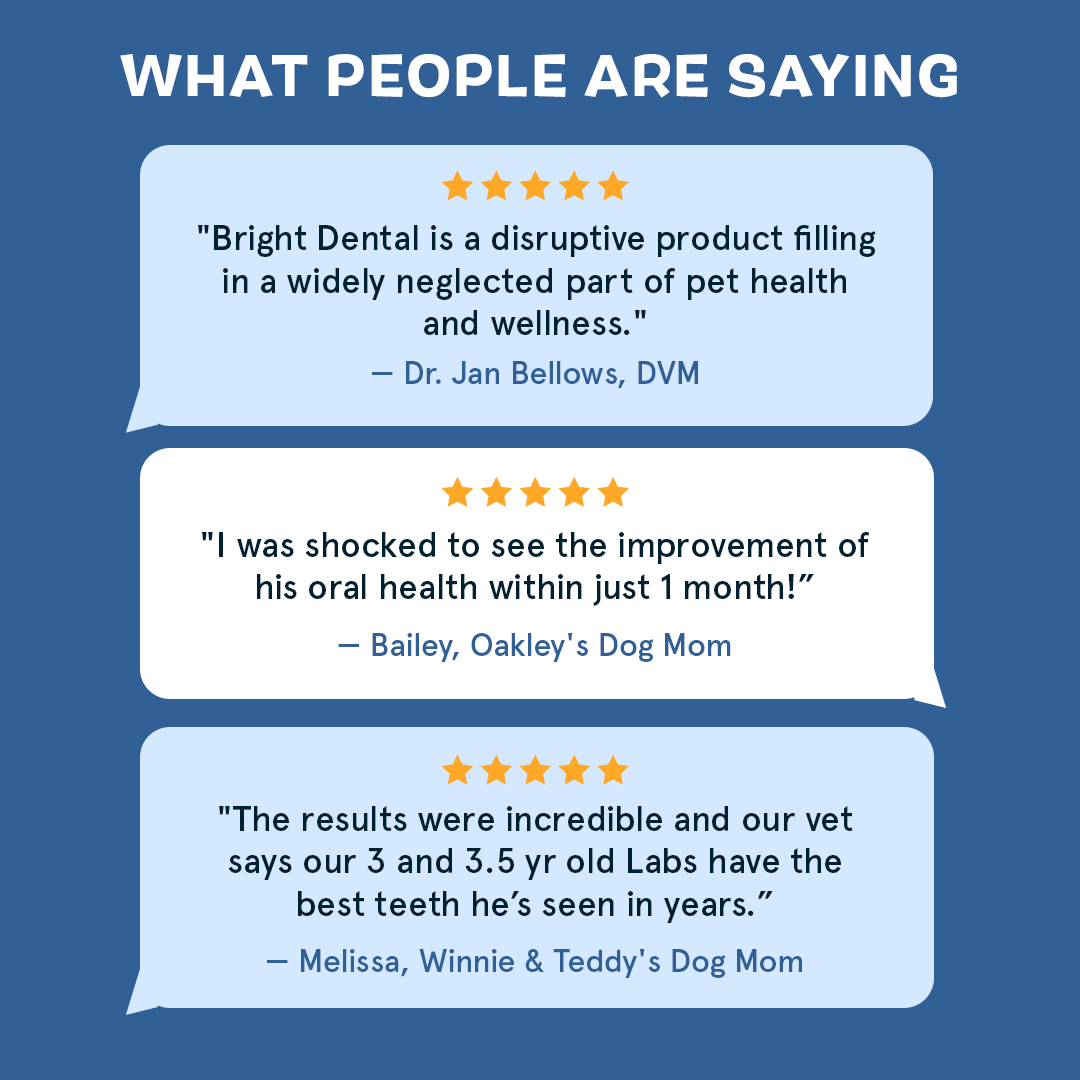 Bright Dental Kit
