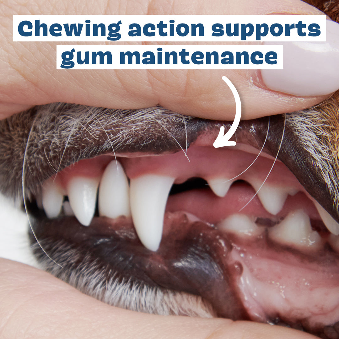 Bright Dental Chews