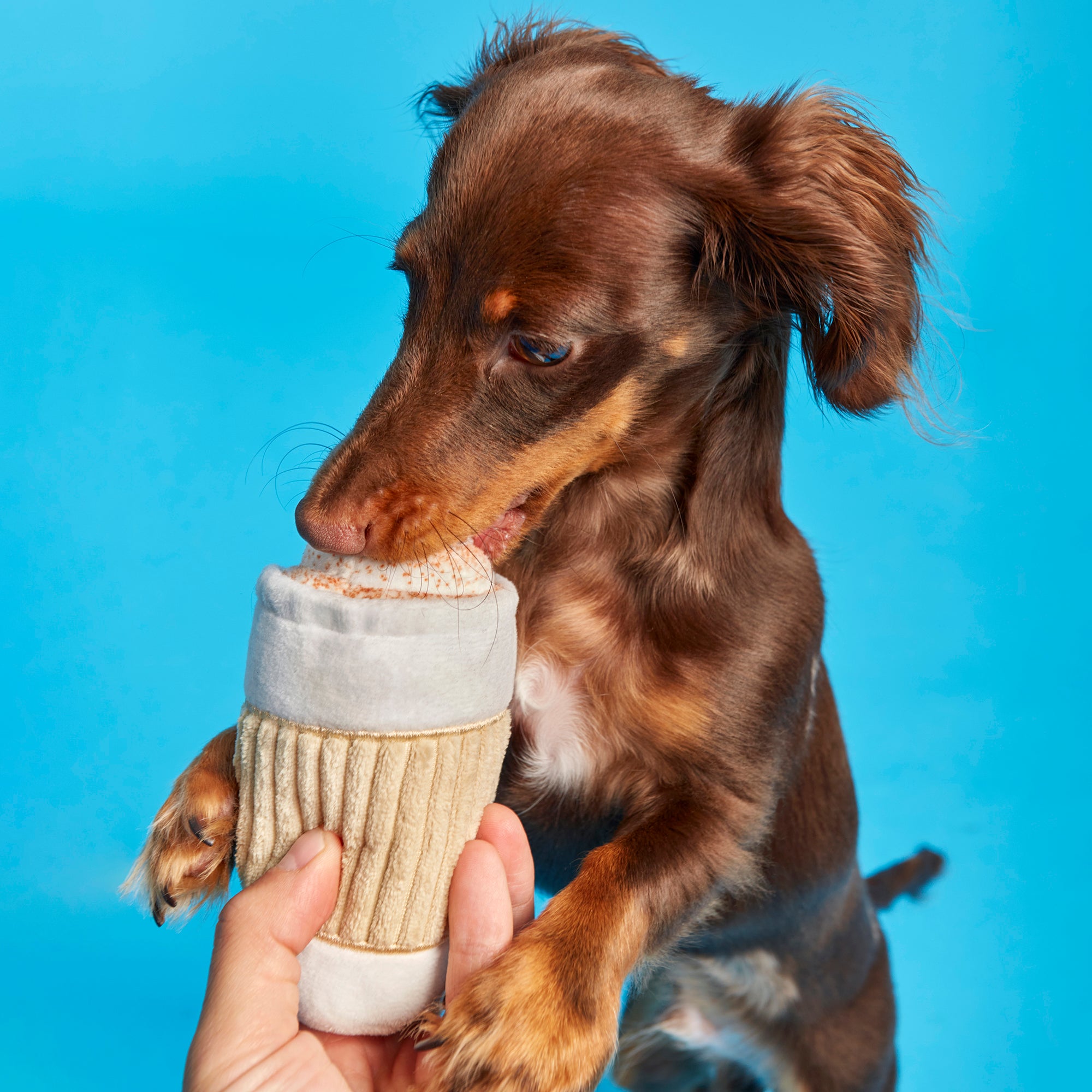 Puppy Spice Latte