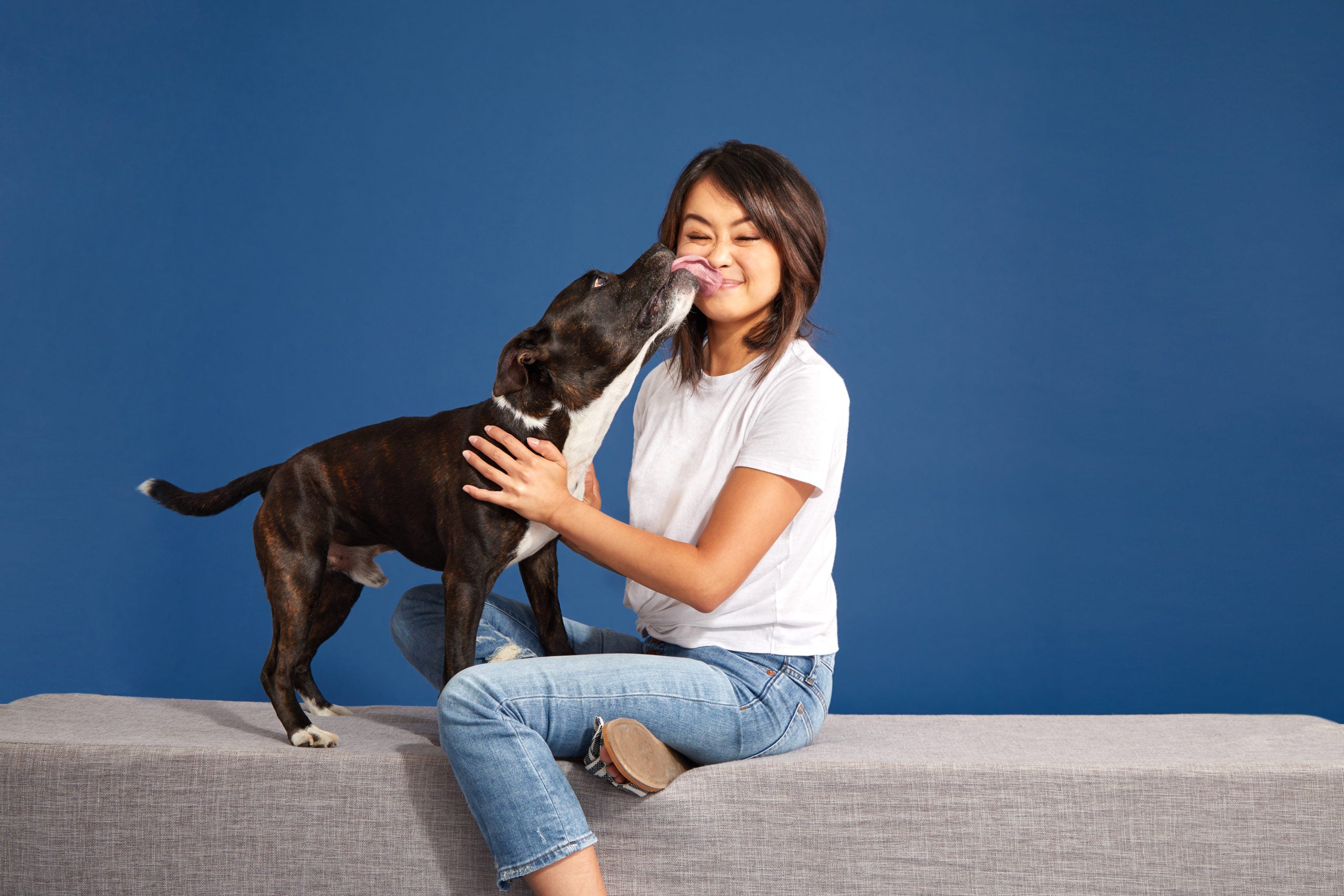 BARK DATA: American Staffordshire Terriers are the Most Spoiled Breed of All