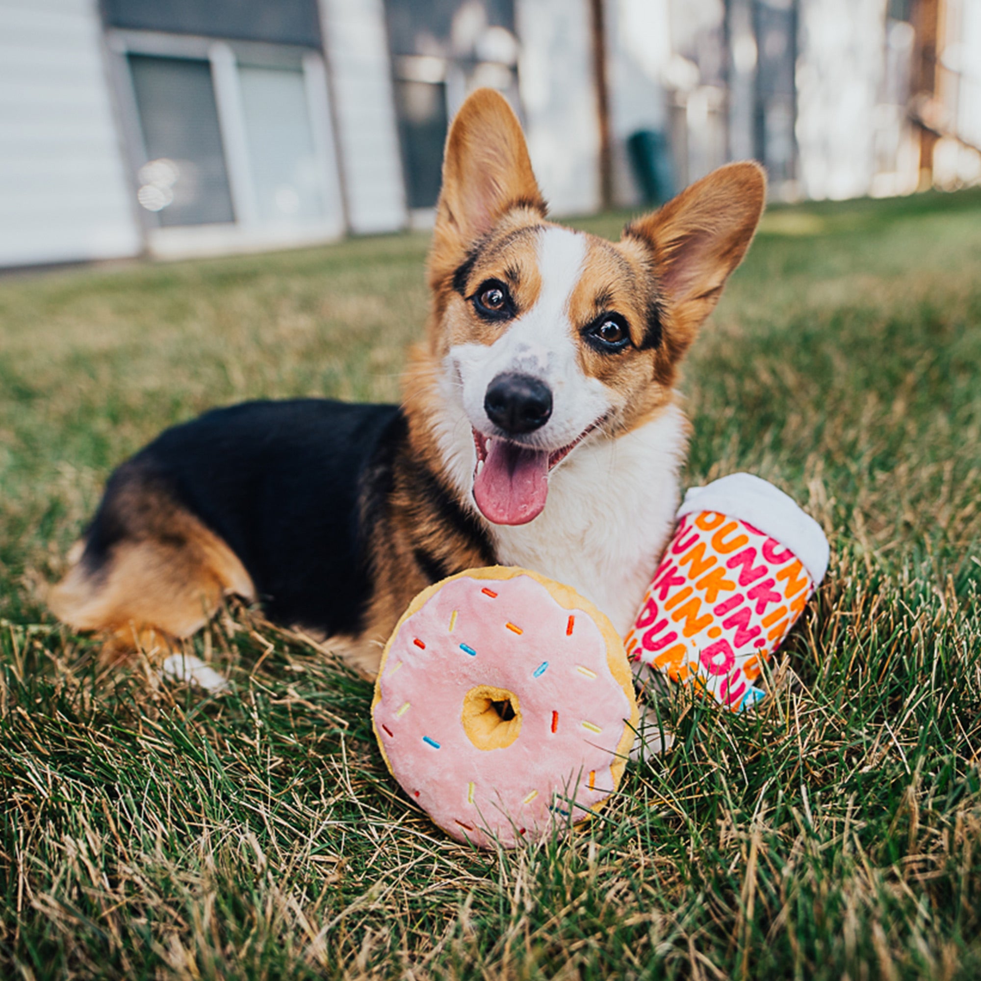 BarkBox Monthly Subscription
