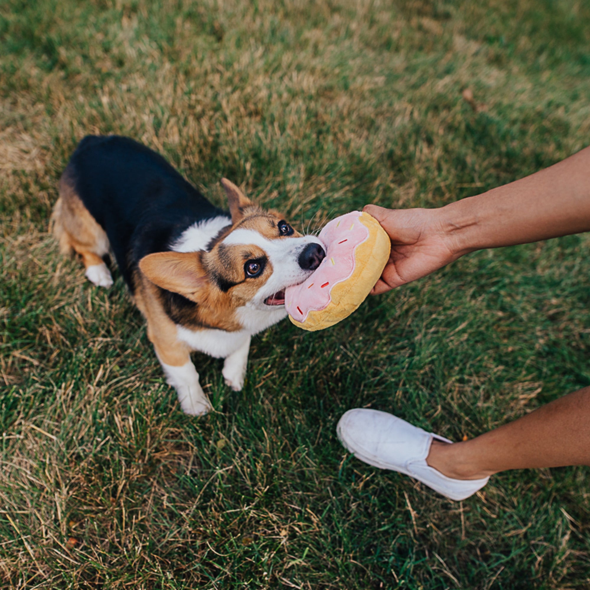 BarkBox 12 Month Subscription