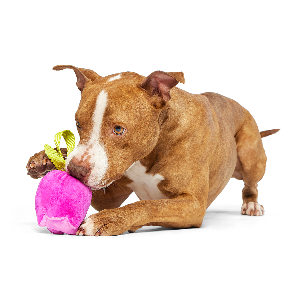 BarkBox 12 Month Subscription