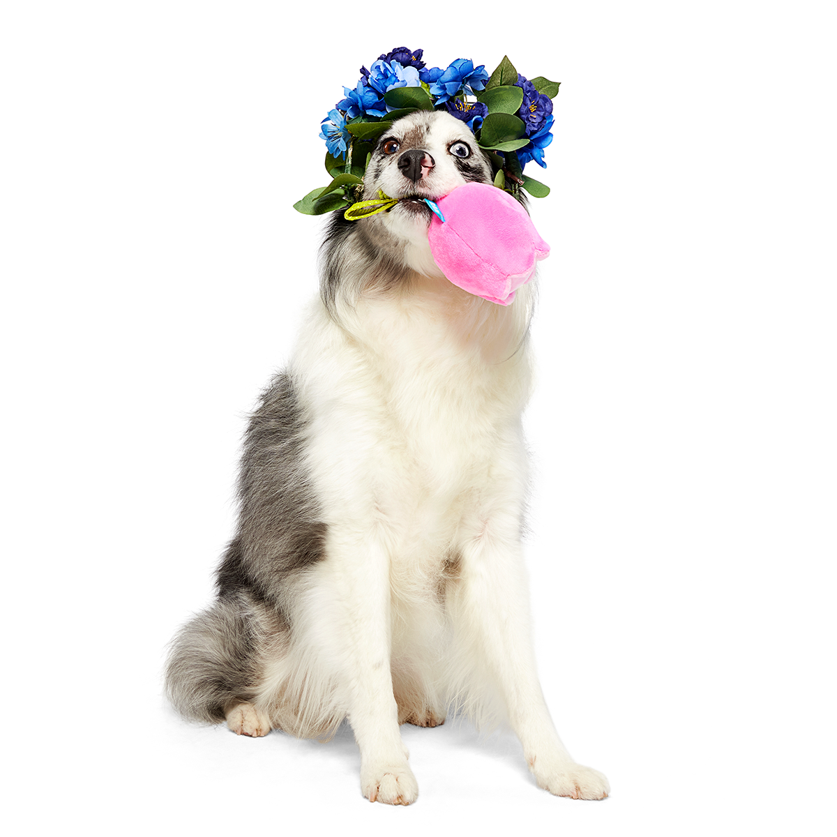 BarkBox 12 Month Subscription