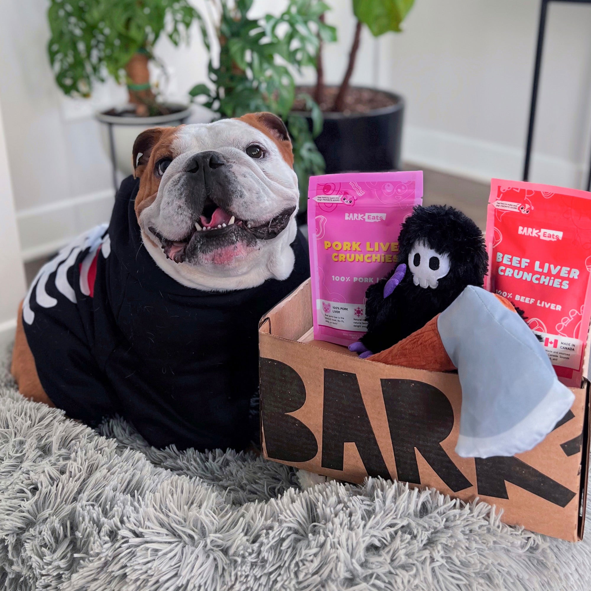 BarkBox Monthly Subscription