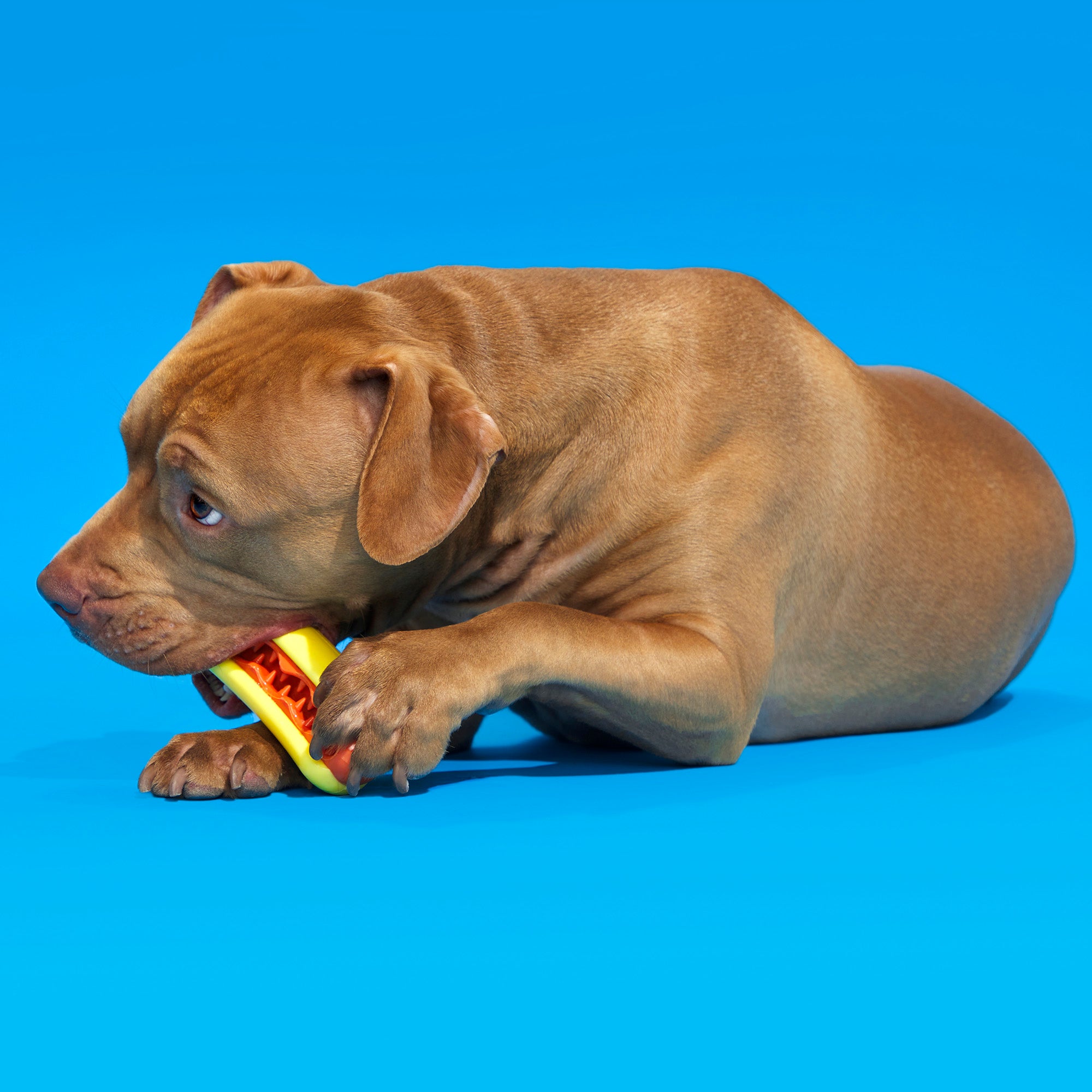 Treat Meat Hot Dog Toy