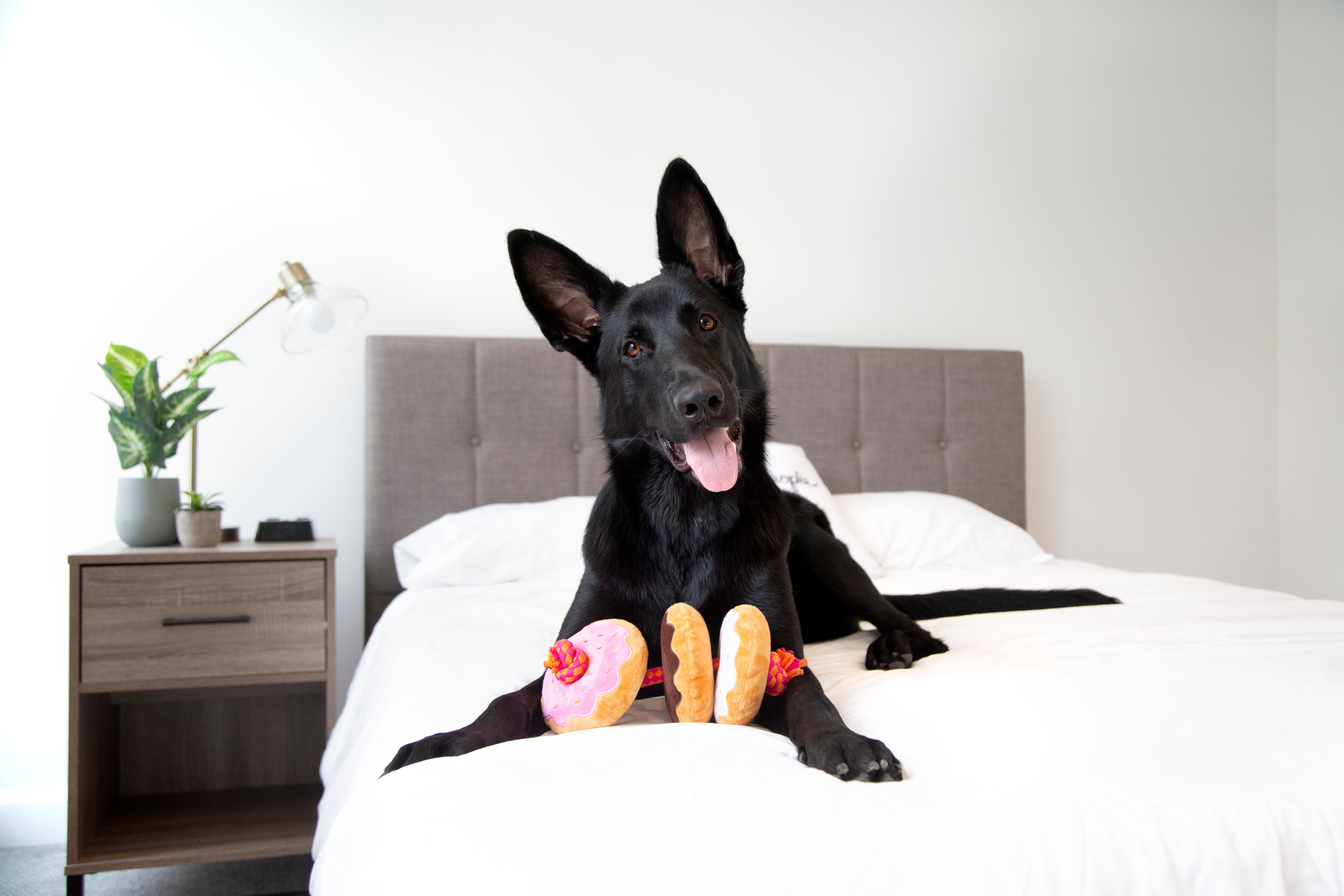 Dunkin'® Donuts on a Rope Toy