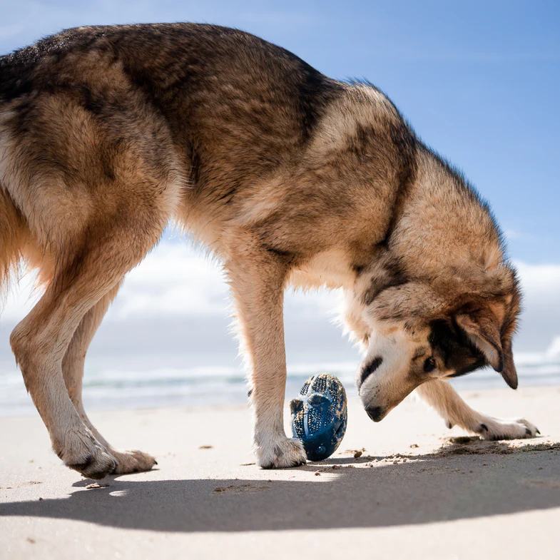 HammerFed Shark Toy