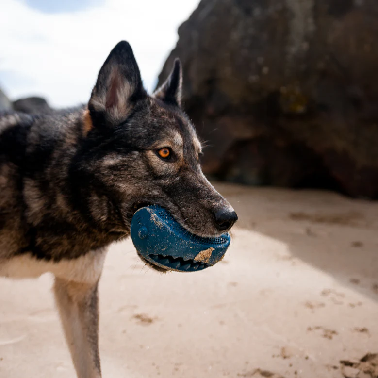 HammerFed Shark Toy